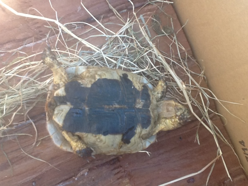 Trouve tortues dans jardin suite a l'achat de la maison Image_14