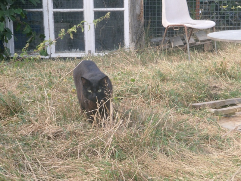 Maousse chat noir reconnaissant a besoin d'un foyer! Gedc0016