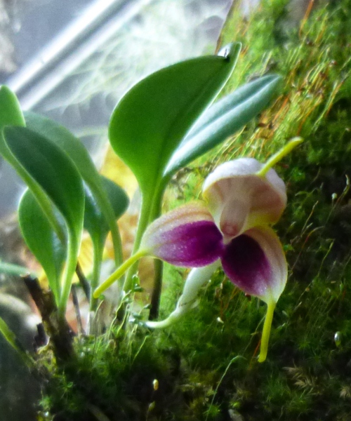 Miniatur-Orchideen 2. Teil - Seite 3 Masd_l14