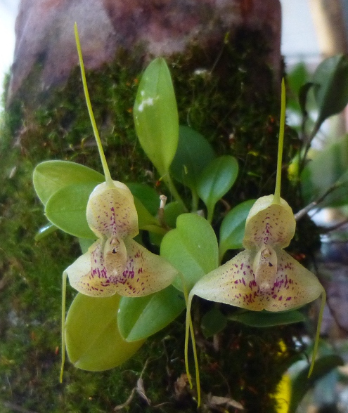 Miniatur-Orchideen 2. Teil - Seite 2 Masdev12