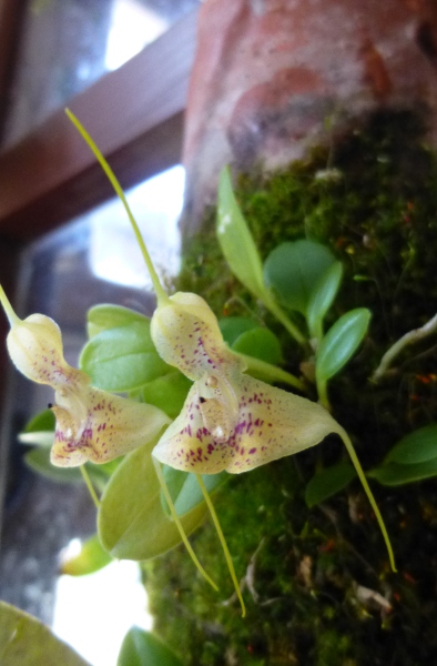 Miniatur-Orchideen 2. Teil - Seite 2 Masdev15