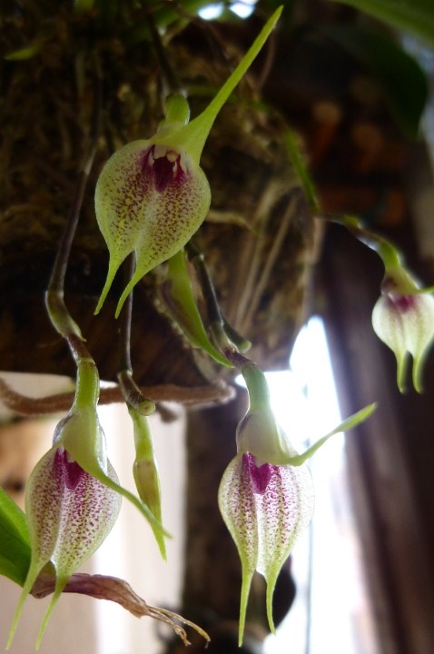 Masdevallia zahlbruckneri Masdev31