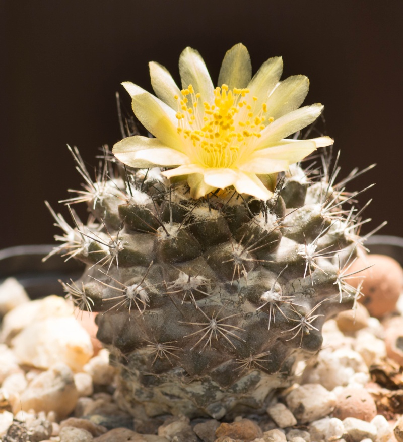 fleurs de cactus et  Aizoaceae au fil des saisons (I)  - Page 8 2014_016