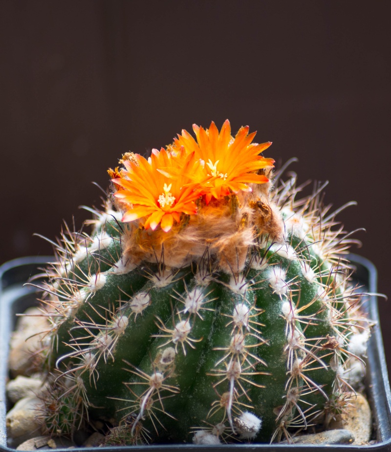 fleurs de cactus et  Aizoaceae au fil des saisons (I)  - Page 9 Dsc_1321