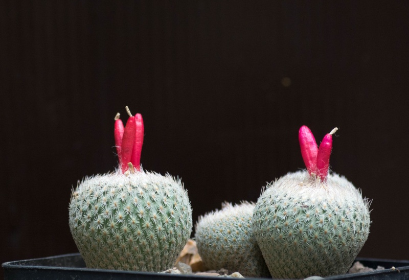 fleurs de cactus et  Aizoaceae au fil des saisons (I)  - Page 10 Dsc_2013