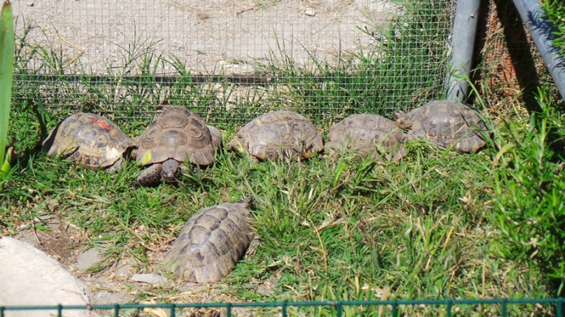 Tortues Passion à Vergèze 20140517