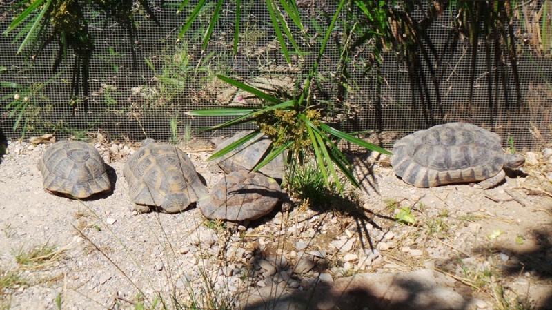 Tortues Passion à Vergèze 20140518