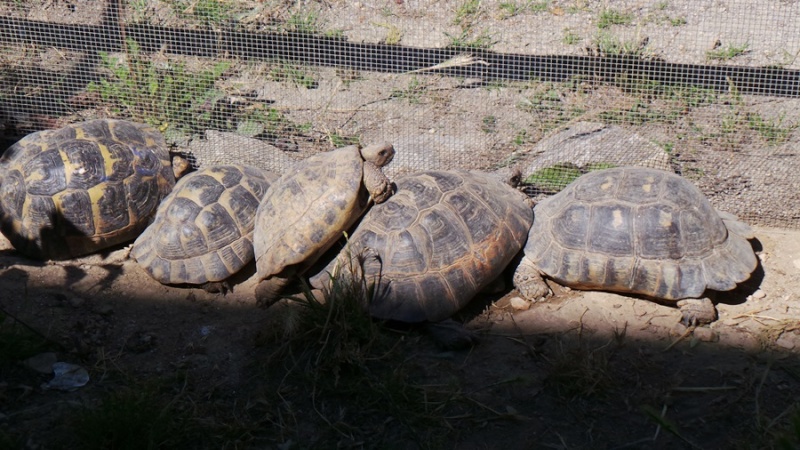 Tortues Passion à Vergèze 20140519