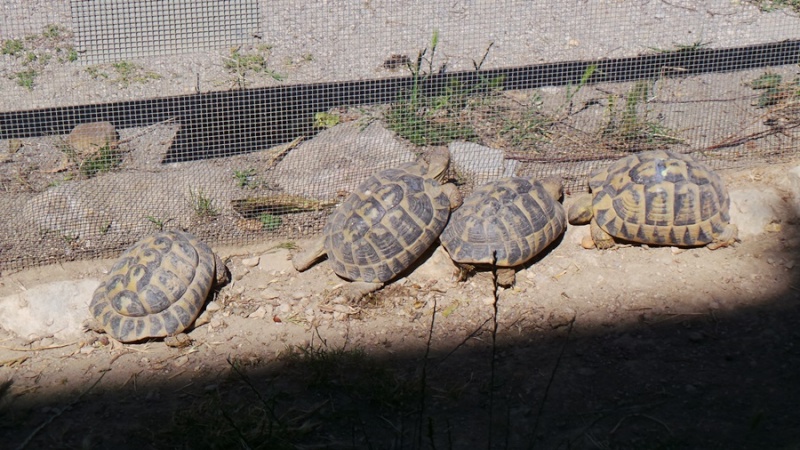 Tortues Passion à Vergèze 20140520