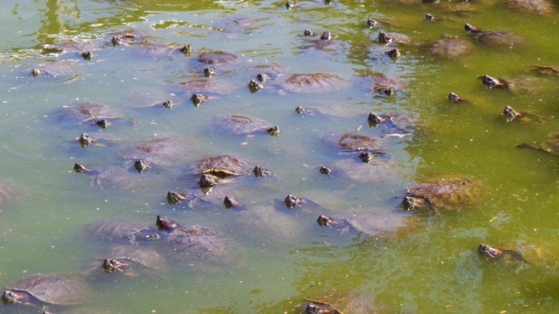 Tortues Passion à Vergèze 20140527