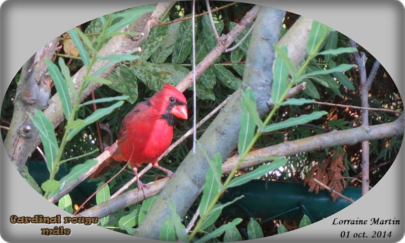 Une autre Cardinal rouge M  Cardin28