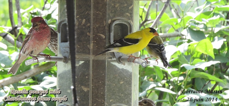 Chardonneret jaune, Roselin  Chardo11