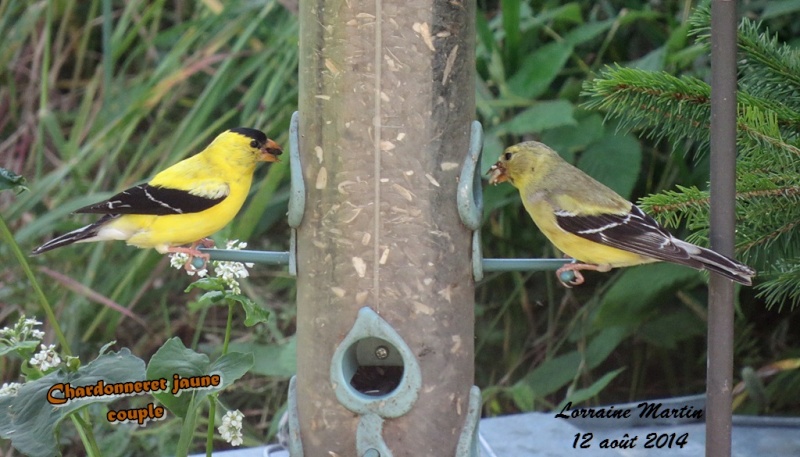 Chardonneret jaune couple  Chardo21