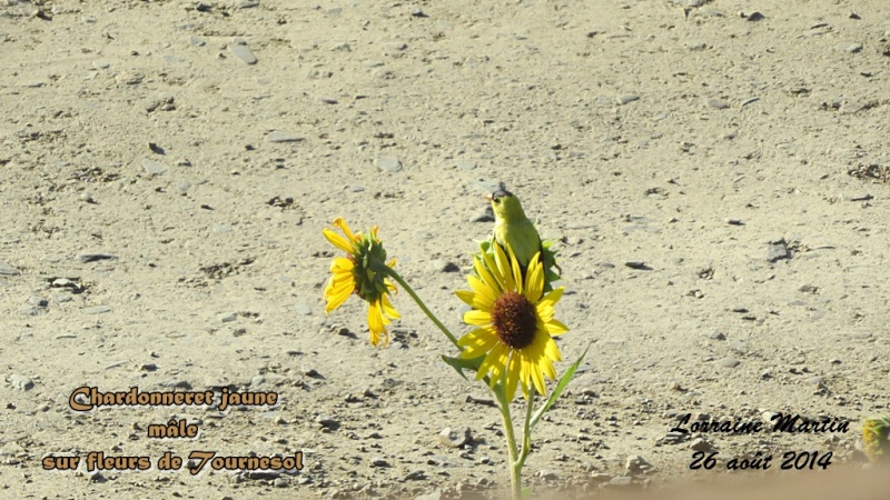 Chardonneret sur fleur tournesol  Chardo33