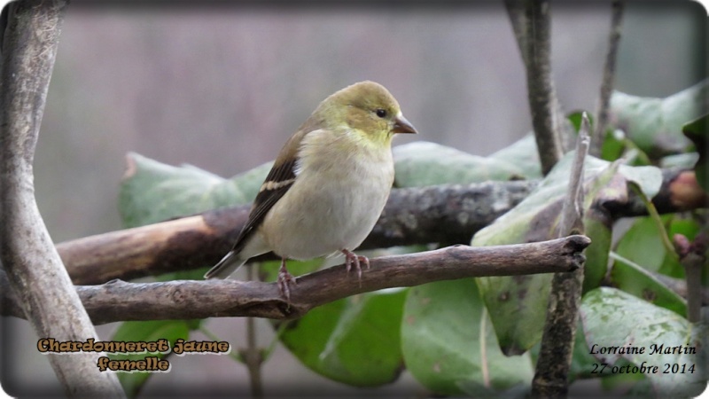 Chardonneret jaune retour  Chardo41