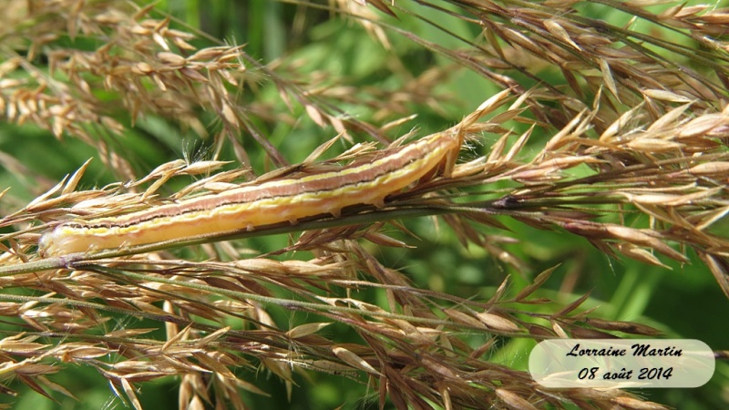 Chenille sur roseau Chenil11