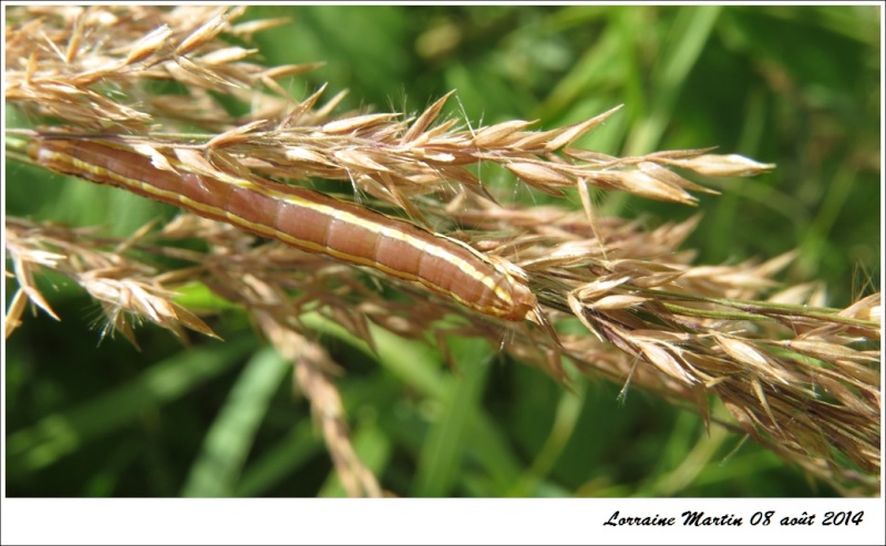 Chenille sur roseau Chenil12