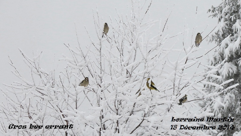 Durbec des sapins dans la neige  Gros_b43