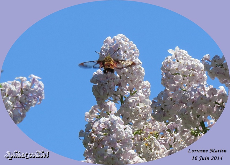 Sphinx colibri dans le Lilas (5 photos) Sphinx12