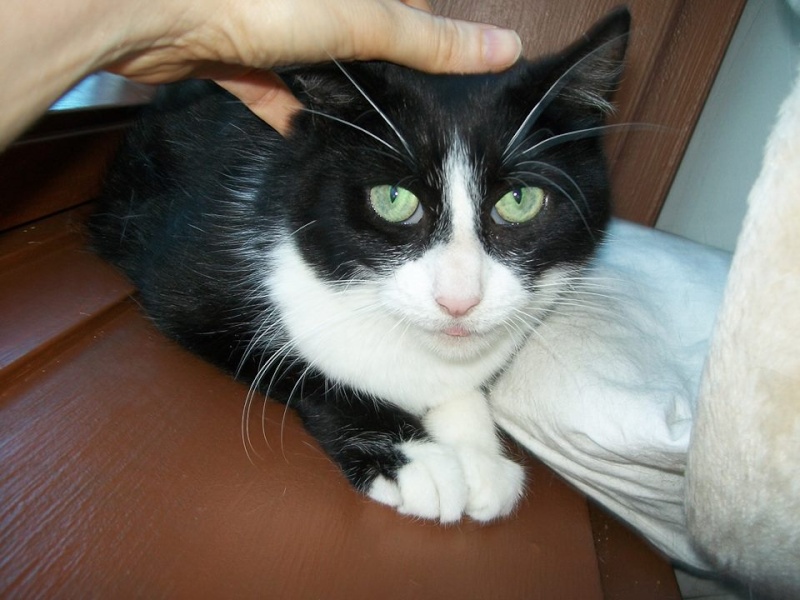 Ester, gentille chatte noire et blanche FIV (RP) 15605910