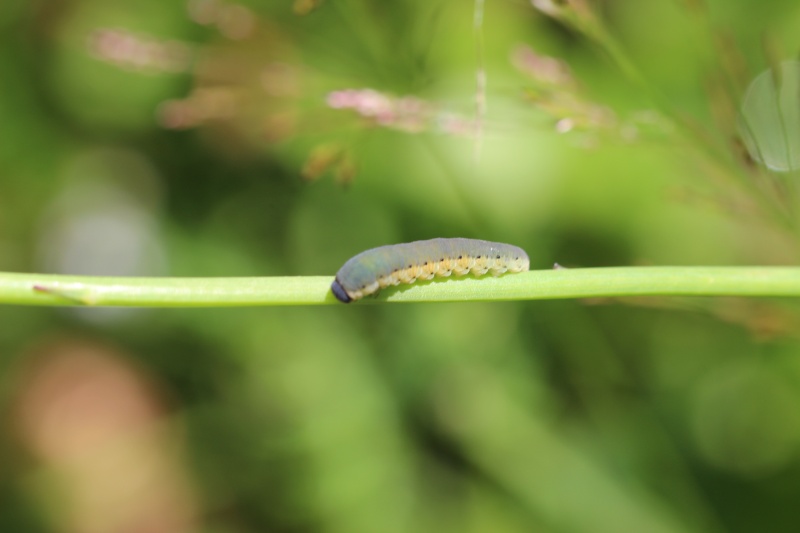 Chenille sur pissenlit B_chen10