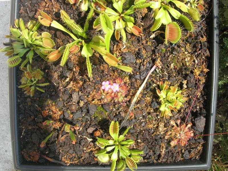 Dédicace pour Erlin: 1eres fleurs de droseras X Tokaiensis Dscn9412