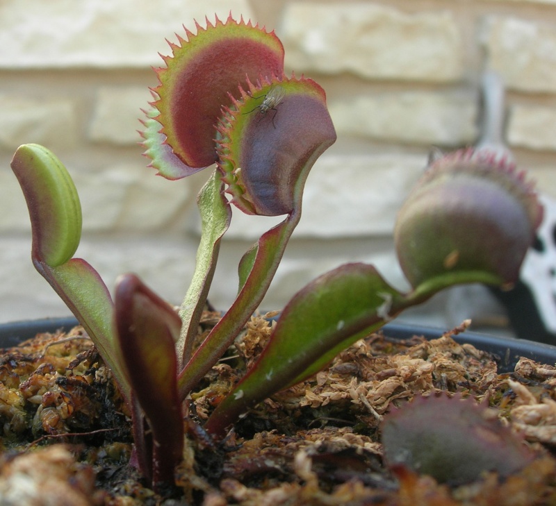 Dionaea "Long Violet Teeth" Red_sh10