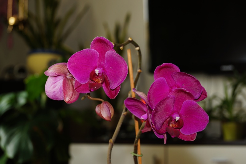 Orchideen 2011 - 2015 Teil 1 - Seite 75 Dsc06414