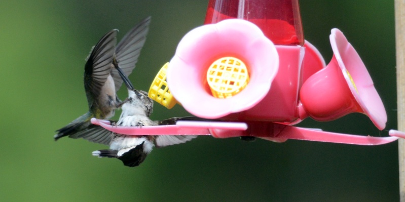 Une becquée de COLIBRI !!  (si si) Bybyco14