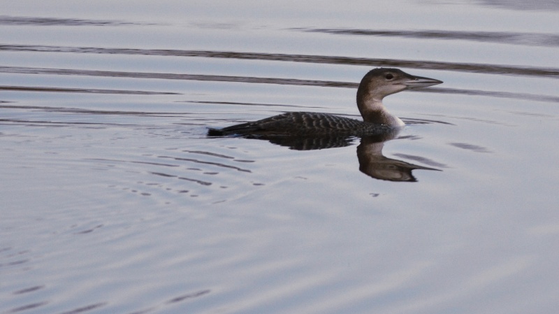 Plongeon huard ?  Dsc_9511