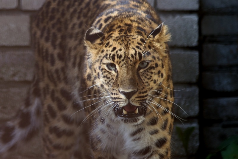 Amur Leopard - Page 24 Img_3710