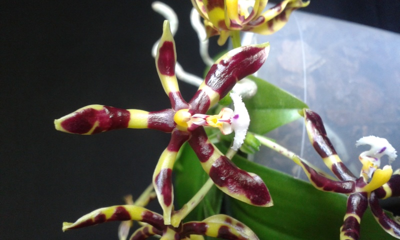 Phalaenopsis mannii 'Zartbitter' SM / WOC 20140615