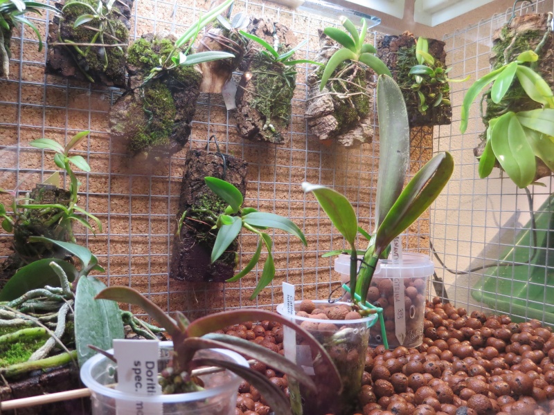 Umbau kleines Aquarium zum Orchidarium 2014-126