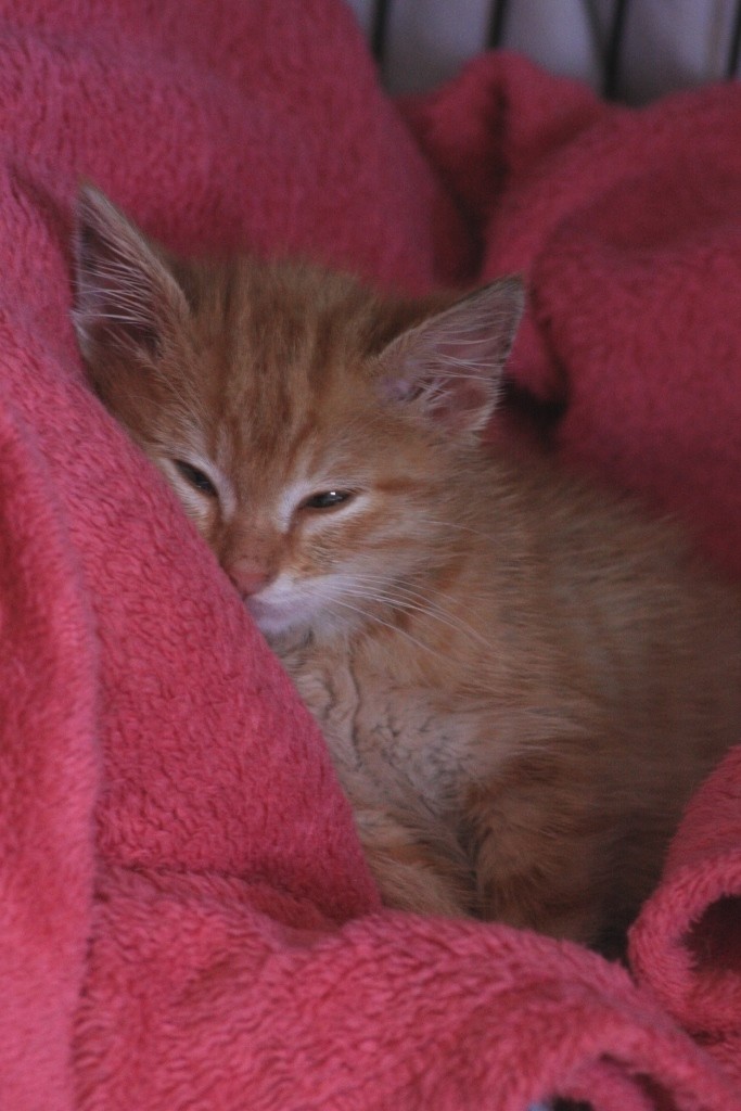 Jenga (ex Julian), mâle type européen red tabby né 1er juin 2014 Img_0325