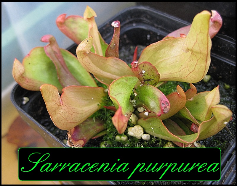 terrarium - Karnivoren / insektenfangende Pflanzen Teil 1 - Seite 51 Sarrac10