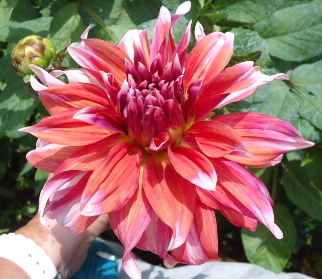  Dahlia - Page 27 04813