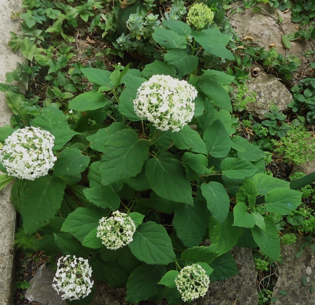 les hortensias . - Page 12 05211