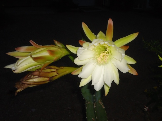 fleurs de cactus et  Aizoaceae au fil des saisons (I)  - Page 11 16210