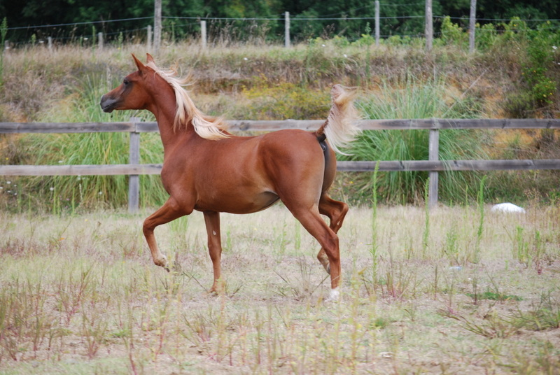 Sheyenne d'Alka x Cayenne T et Shanaz la Soledad Dsc_0024