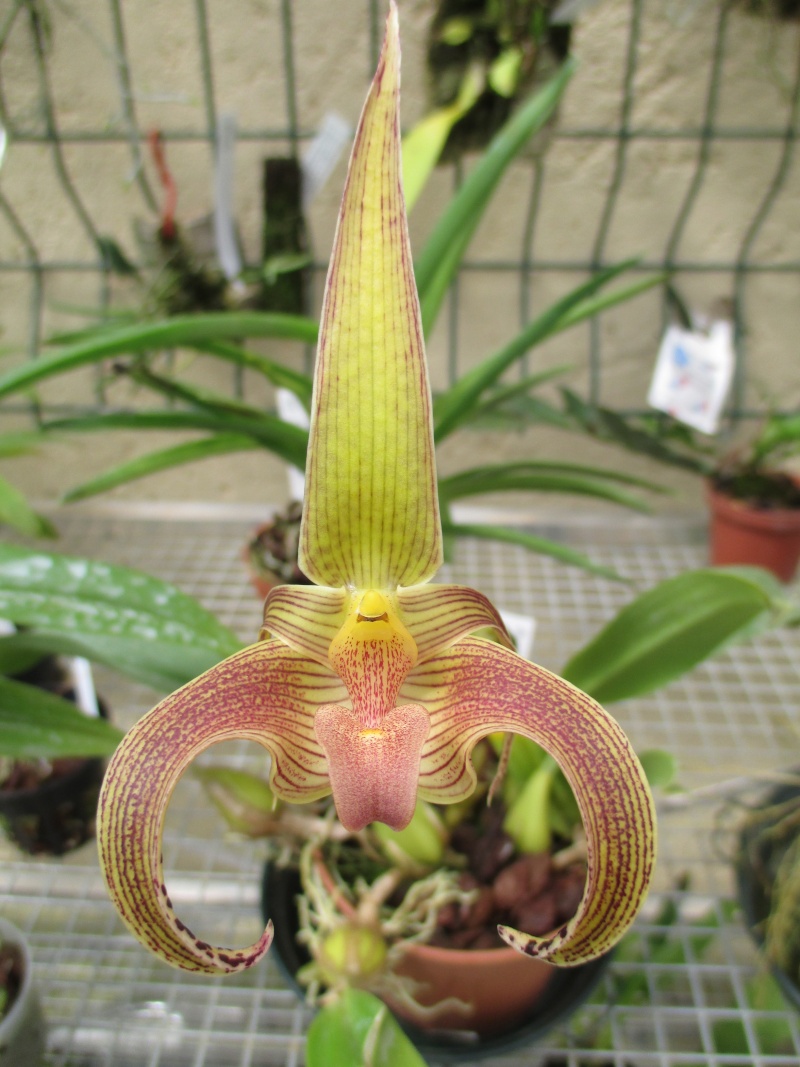 Bulbophyllum lobbii 14-07-20