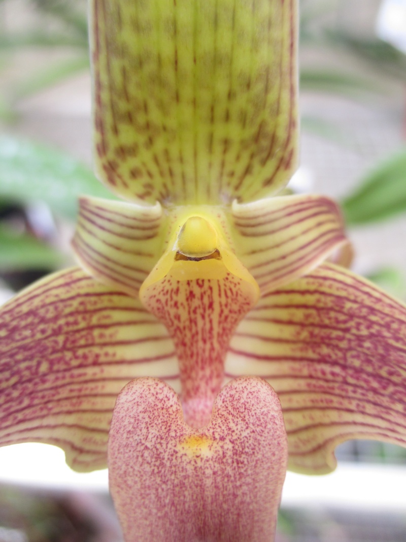 Bulbophyllum lobbii 14-07-21