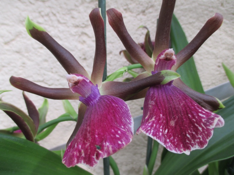 Zygolum Louisendorf grex 'Rhein Moonlight' (Zygosepalum labiosum x Zygopetalum Artur Elle) 14-07-31