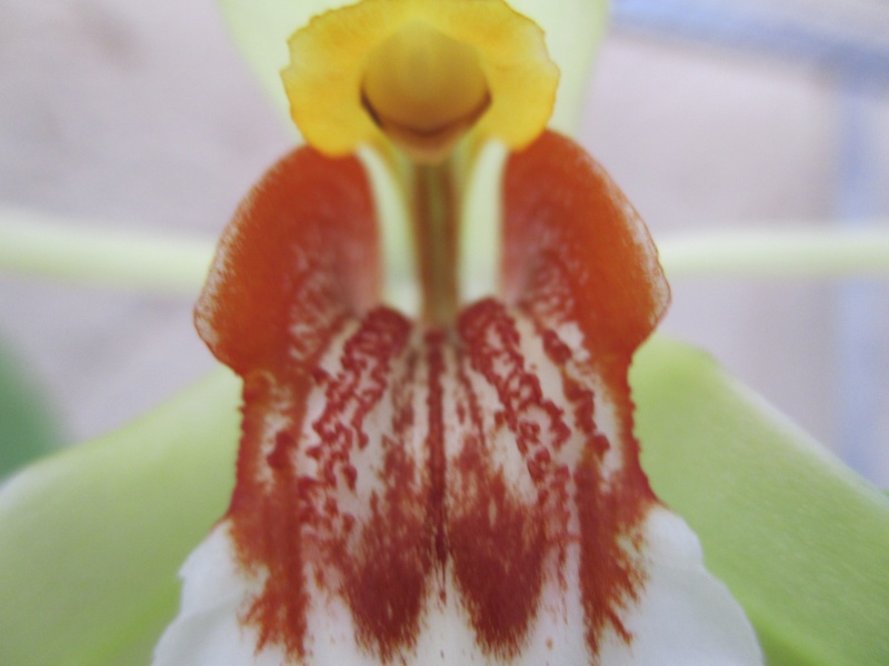 Coelogyne rumphii Img_0817