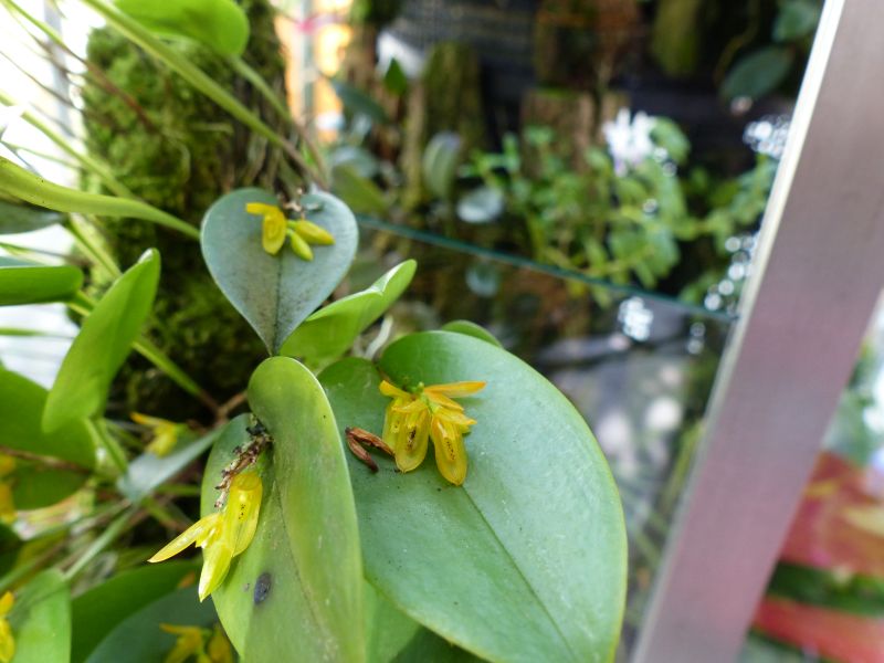 Foto Sammelthread Pleurothallis 03-110