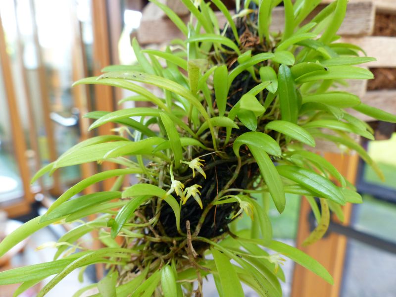 Foto Sammelthread Pleurothallis 1310