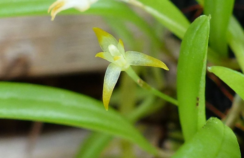 Miniatur-Orchideen 2. Teil Pleuro11