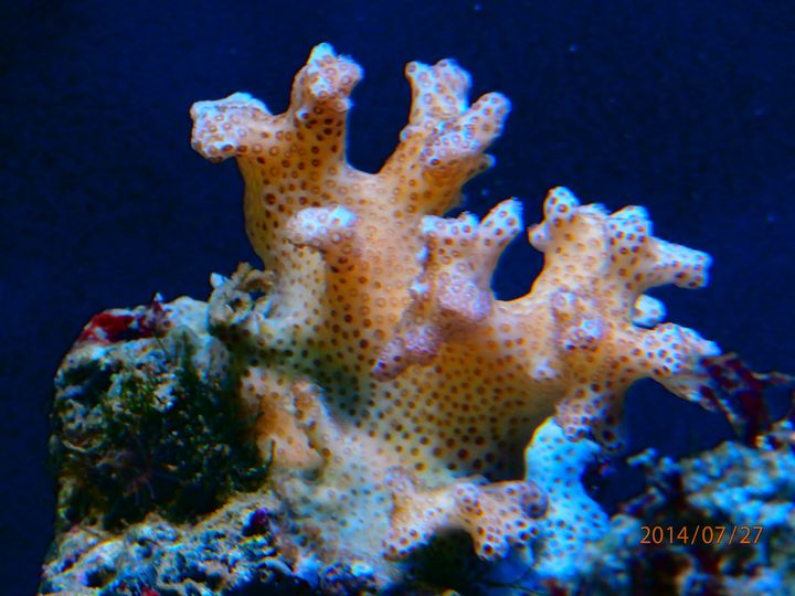 identification coraux P7270911