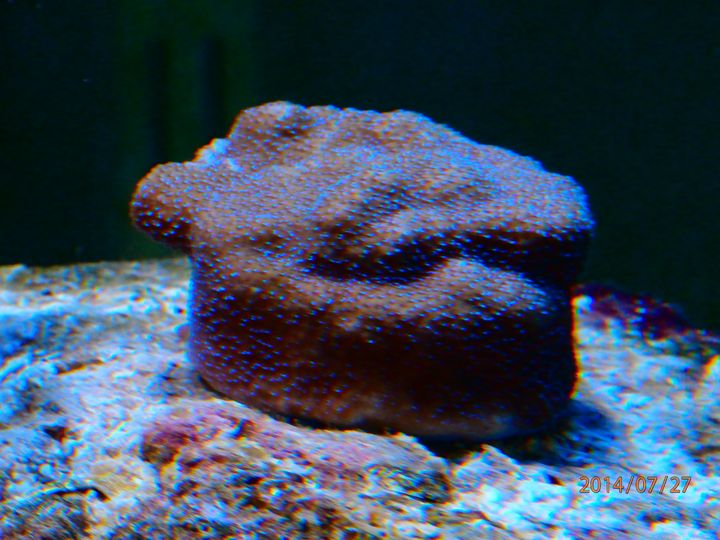 identification coraux P7270912