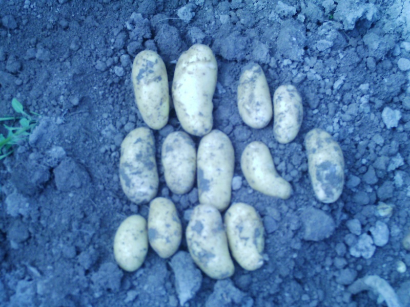 Evolution des cultures de pommes de terre 2014 - Page 8 Imag0110