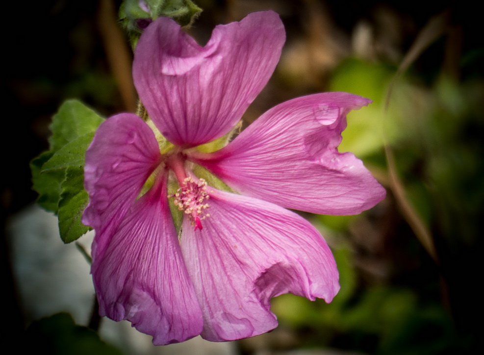 petit tour dans le jardin entre deux pluies Lavate11